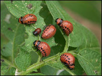 قانغوزک کچالو