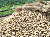 आलू की खेती