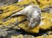 A common seal up