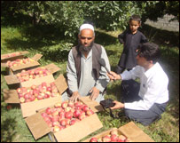 جمع آوری و نگهداری سيب 