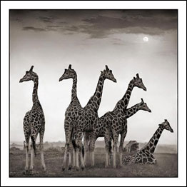 Foto: Nick Brandt. Cortesia A. Galerie