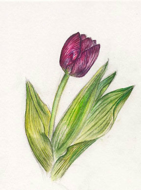 Still Life of Tulip