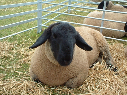 An Outstanding Suffolk Tup, Sanday Show 2007. An Outstanding Suffolk Tup, Sanday Show 2007.