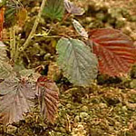 Corylus maxima purpurea
