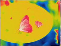 Borboleta. Foto: Steve Lowe. 