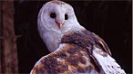 Barn owl. Photo: Kenneth Wilson Smith