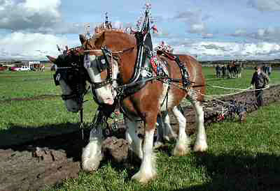 Bertie Hanna ploughing with Marcus and Adam