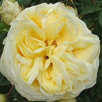 Rosa 'My Girl'