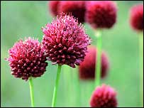 Bristol onion flower