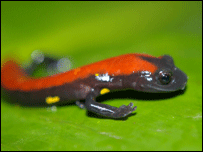 Salamandra (Foto: A. Monro)
