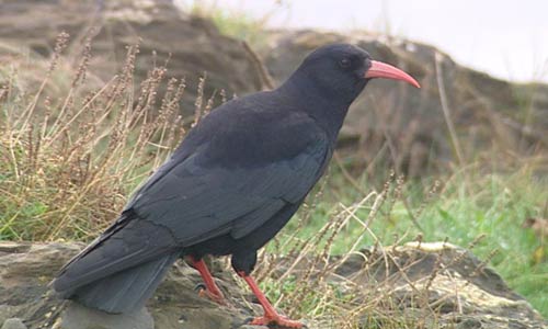 chough.jpg