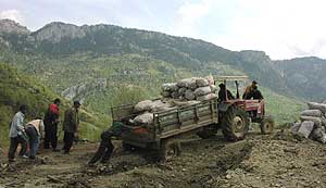 Turkish bulb pickers and their stranded tractor