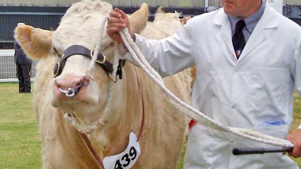 Skerrington Rhona 21st, winner of the Simmental class 'Female, having calved before 3 years of age or due to calve before 3 years of age, in Milk or in Calf, born in 2005'. Shown by William Young (Skerrington Mains) Ltd.