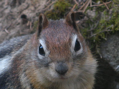 A Canadian Squirrel