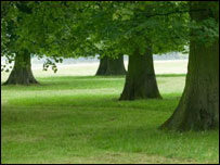 Woodland