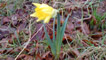 Daffodil