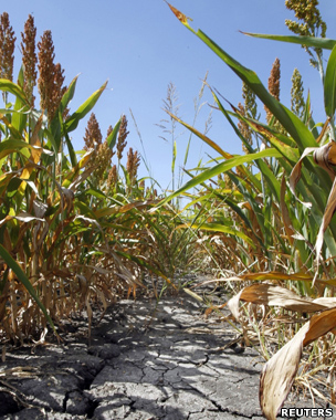 Drought-hit cornfield, Texas (Image: Reuters)