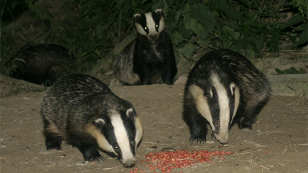 badgers feeding