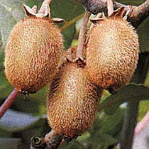 Kiwi fruit