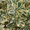 Euonymus japonicus 'Bravo'