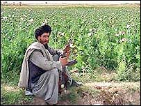 کشتزار خشخاش در افغانستان دوران طالبان