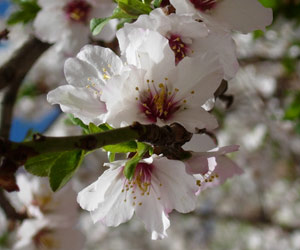 Almond Blossom