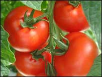 Tomates