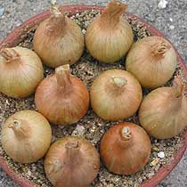 Shallot