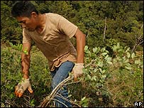 coca leaves have been used in Bolivia for thousands of years