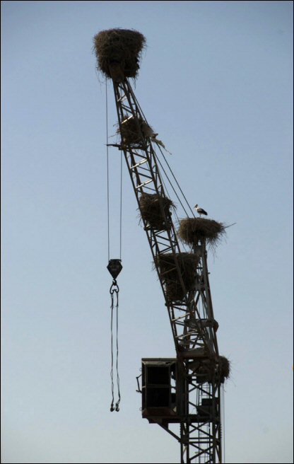 Ermenistan'da Yeraşkahun köyü yakınlarındaki leylek yuvaları