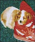 Puppy asleep on a trainer