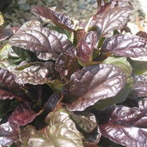 Ajuga reptans 'Atropurpurea'