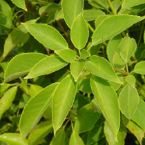 Trochodendron araloides
