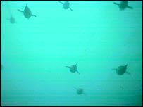 Pingüins em mergulho (Foto:The Royal Society, Londres)