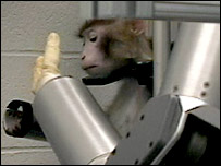 macaco movimenta braço de robô