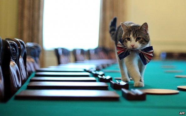Larry the cat in the Downing St Cabinet Room