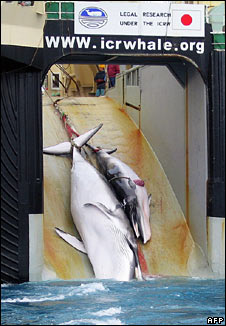 Whaling factory ship