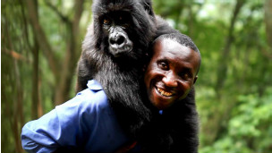 Umukozi wo muri Park ya Virunga ari kumwe n'ingagi