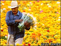 Amerika'da bir göçmen işçi