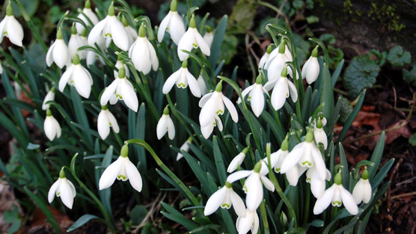 Snowdrops