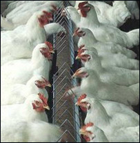 خوراکه مرغها