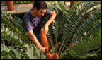The cutting of the cycad