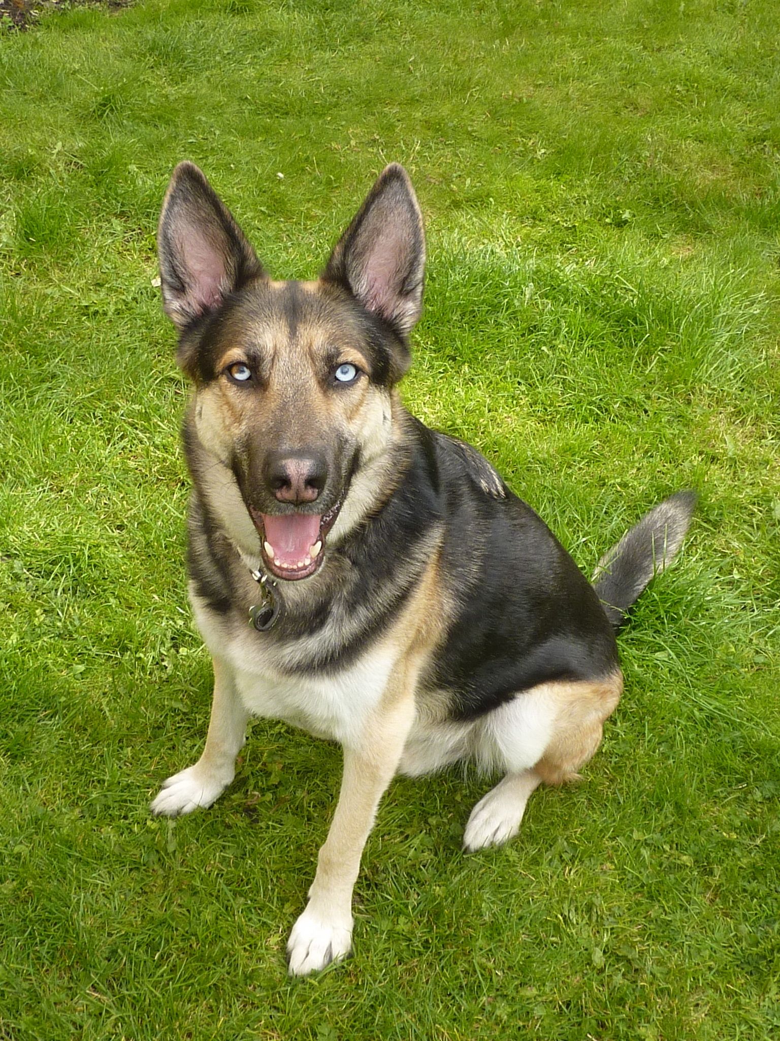 A picture of a lovely dog, a cross between a husky and an German shepherd