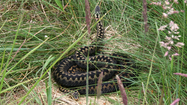 Adders (Image courtesy of William Jeffrey)