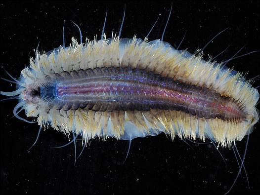 Gusano de la familia de los anélidos. Foto: BAS/ P. Bucktrout