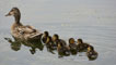 Mother Mallard and ducklings, by Radleyfreak