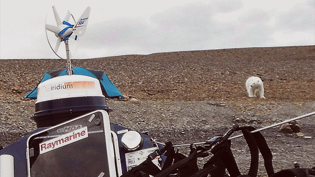 Polar bear at Mark's tent