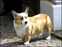Corgi