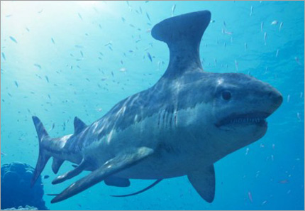 Stethacanthus
