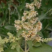 Buddleja fallowiana